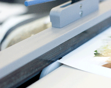 rollo_detail
